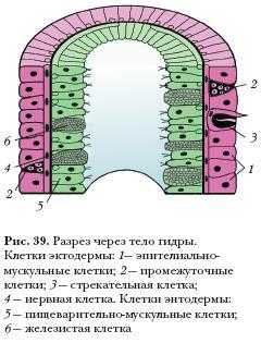 Kraken зеркало